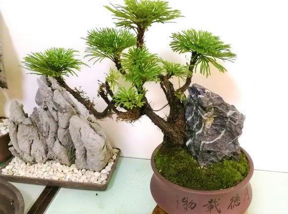 这种神奇草, 比吊兰好养, 能养死它的人应该还没出生