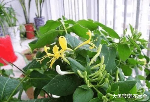 这种花的叶子还能入药, 阳台种一盆, 赚大了