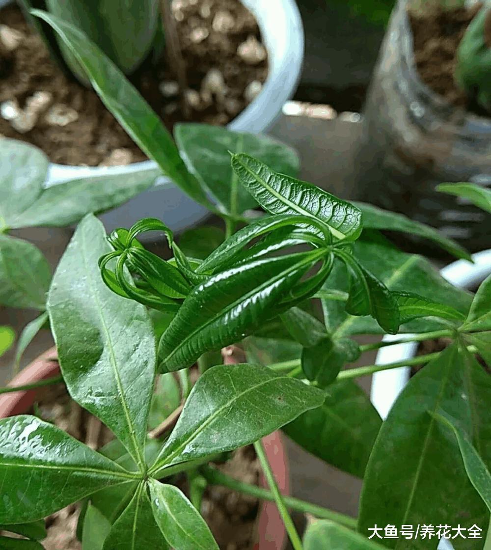 发财树叶子总打卷, 不是招虫就是缺肥!
