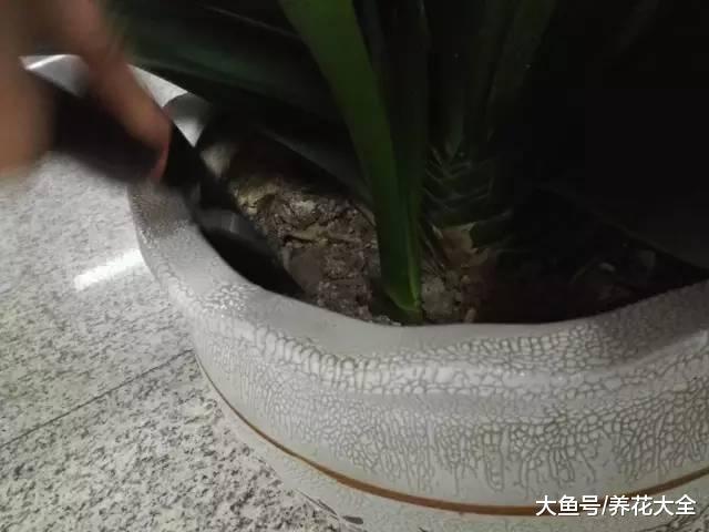 君子兰发财树随手扔水里, 最后还长疯了!
