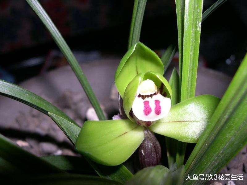 春兰赌草该如何提高胜算?