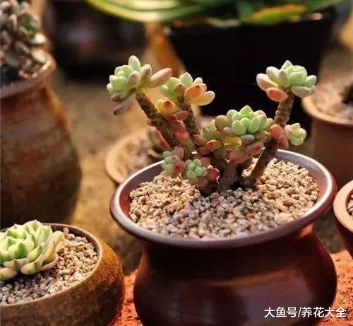 这7种多肉竟原来是香的? 养1盆, 家里天天香甜清新