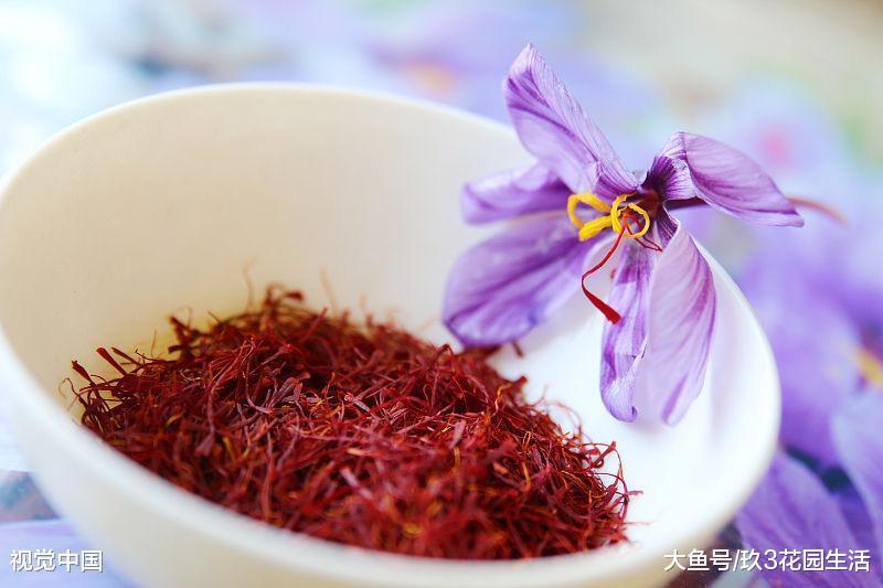 藏红花生长在哪里? 用来泡水喝有什么功效吗?