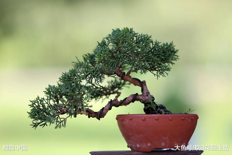 一些微型的盆景也越来越获得大家的喜欢 图片来源:视觉中国 第一种