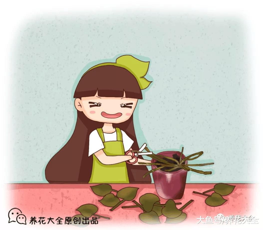 你家的花黄叶萎蔫? 1刀剪秃了, 越长越旺, 分分钟爆盆!