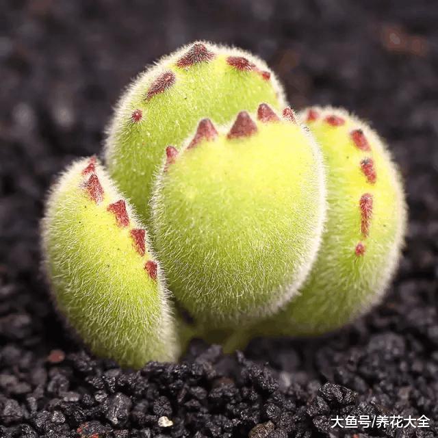 自从养了多肉, 只有买买买, 中毒太深!