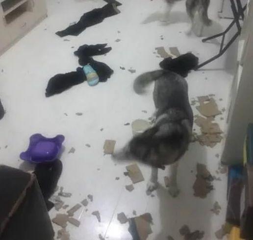 主人要带两个月大的哈士奇出去玩雪, 网友却因此炸开了锅