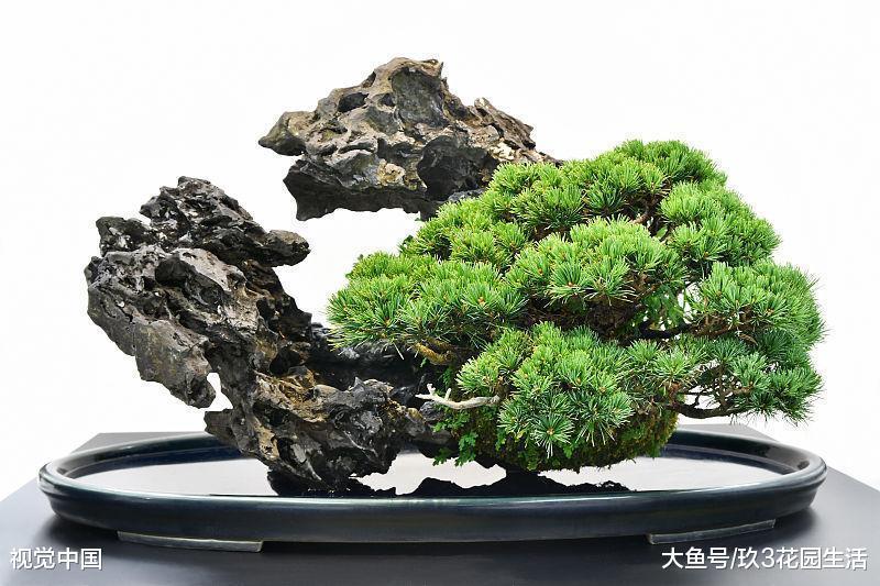 山水盆景中常见的几种表现形式(二)