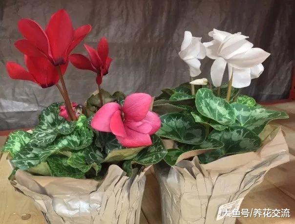 仙客来的叶子下面藏了这么大的块茎, 花叶看一眼就迷上了