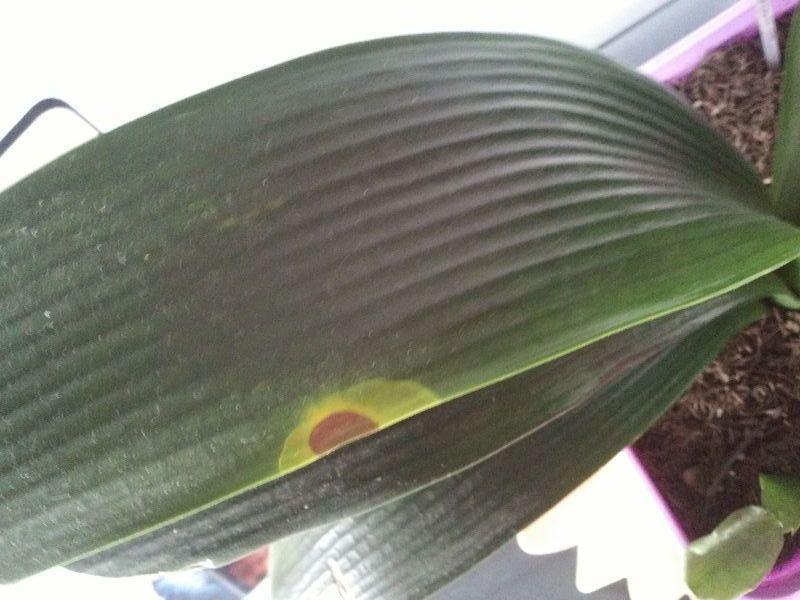 人是气死的, 花是浇死的, 你还不快住手? !