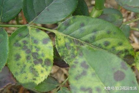 家庭养花中常见的植物病害(二)