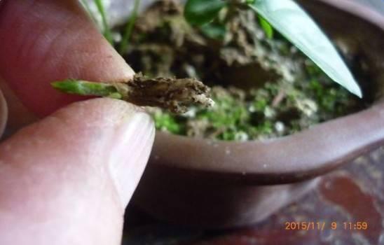 狠心剪掉发财茉莉这种枝, 来年一个劲冒花苞, 楼上邻居都来看!