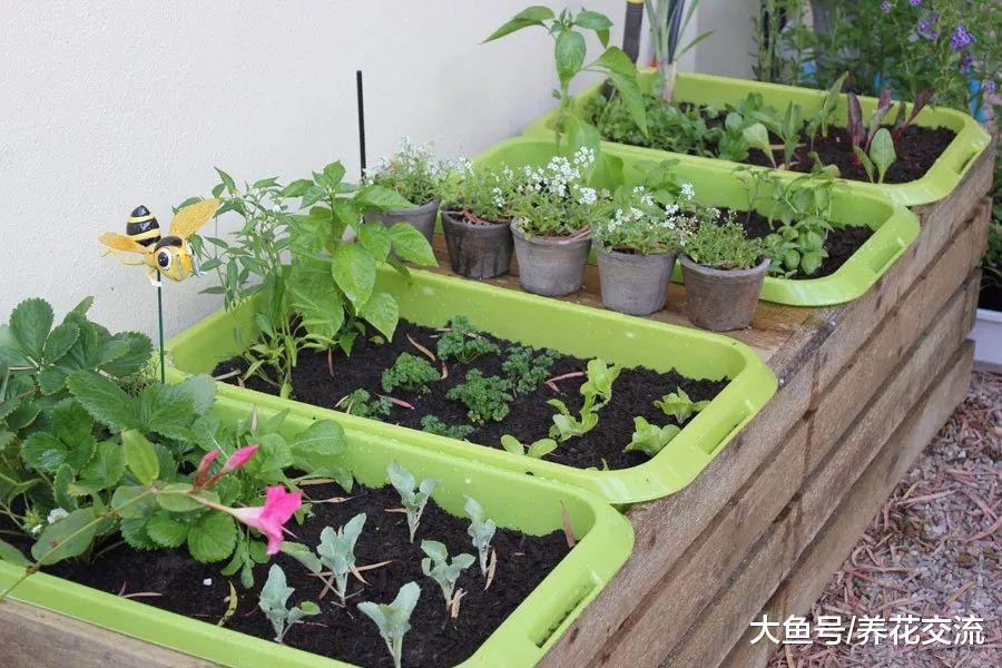 在花盆里也能生长旺盛的9种蔬果, 在阳台、窗台上养出小型菜园