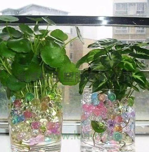 这些容器和水培植物更加搭配呢, 没用起来真的是太亏了!