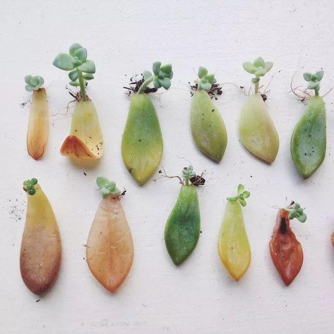 新手学会这3种繁殖多肉植物的方法, 一盆变十盆只需3个月