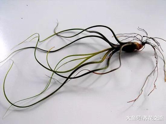 买来的空气凤梨注意这7个技巧, 养几年能长侧芽, 还能开出小花