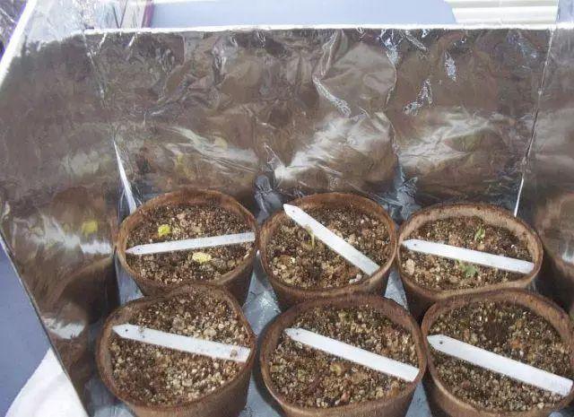 没想到用来烧烤的东西, 养花还有这么多的好处, 能播种、能防虫