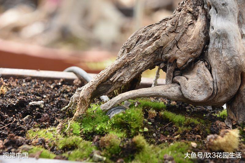 家居养花中盆景该如何防治病虫害?