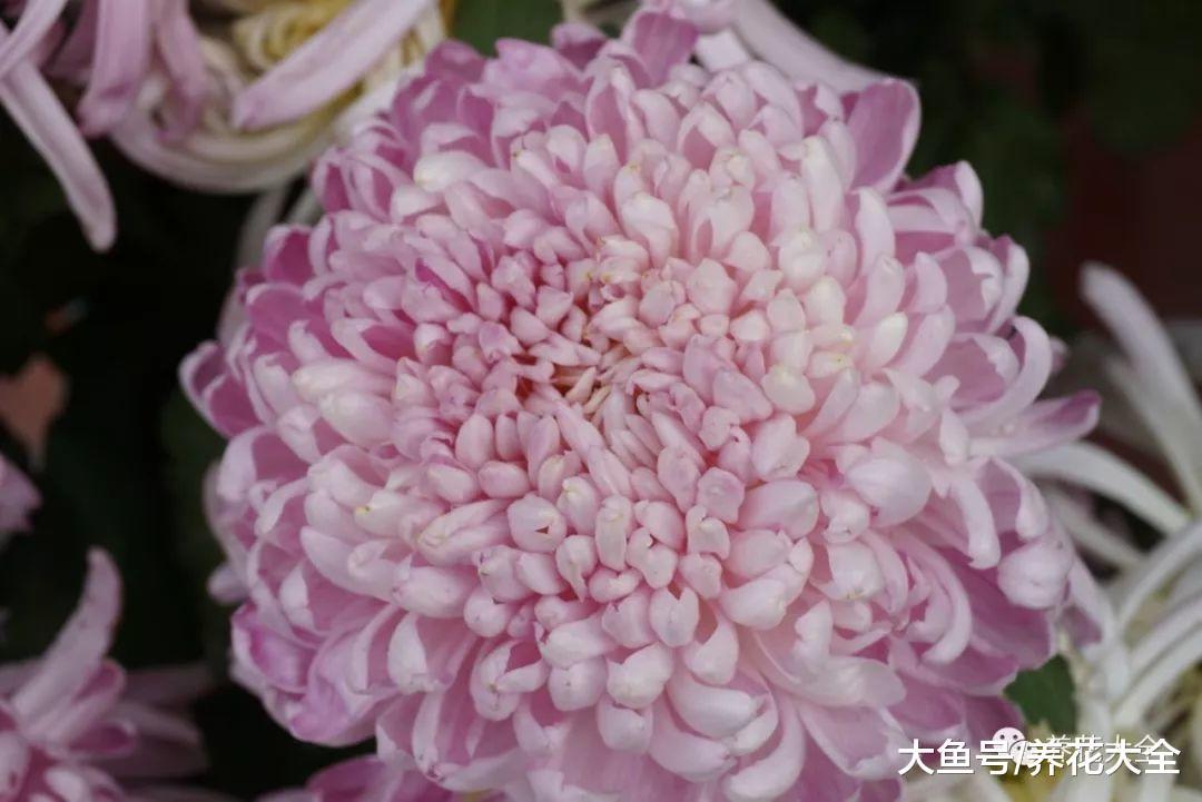 春天这么养菊花, 花开的拳头大, 还不用花钱买