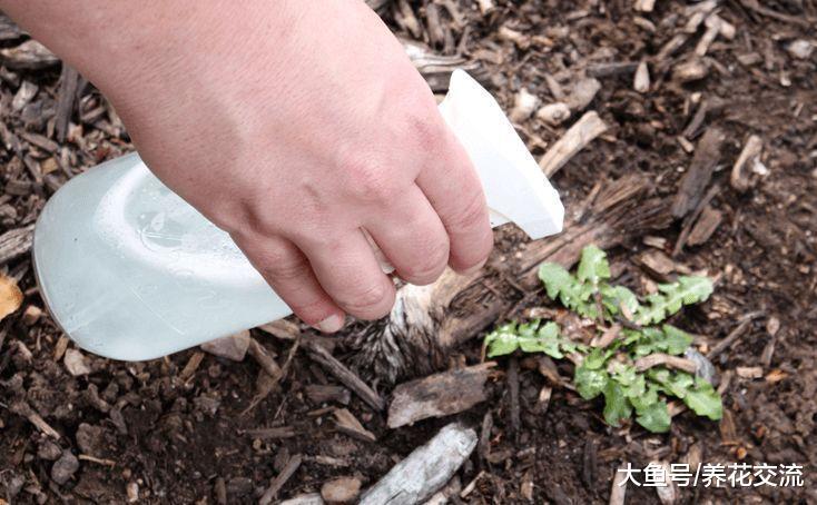 食用醋兑水就能杀虫除菌, 还能让栀子花、茶花年年开花