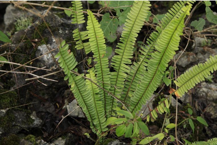 农村石头里长“鸡蛋”, 是一种不知名野果! 农村孩子都吃过?