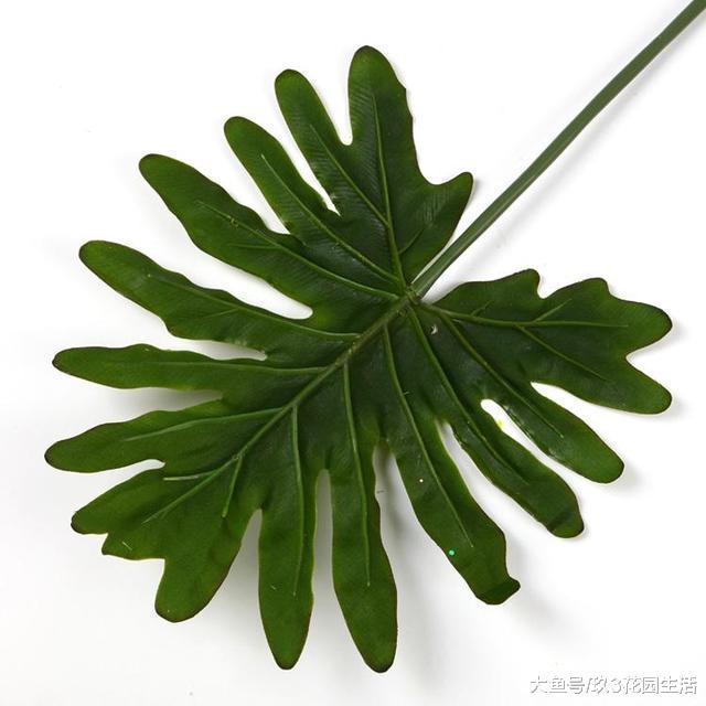 家居养花中的观叶植物——春羽