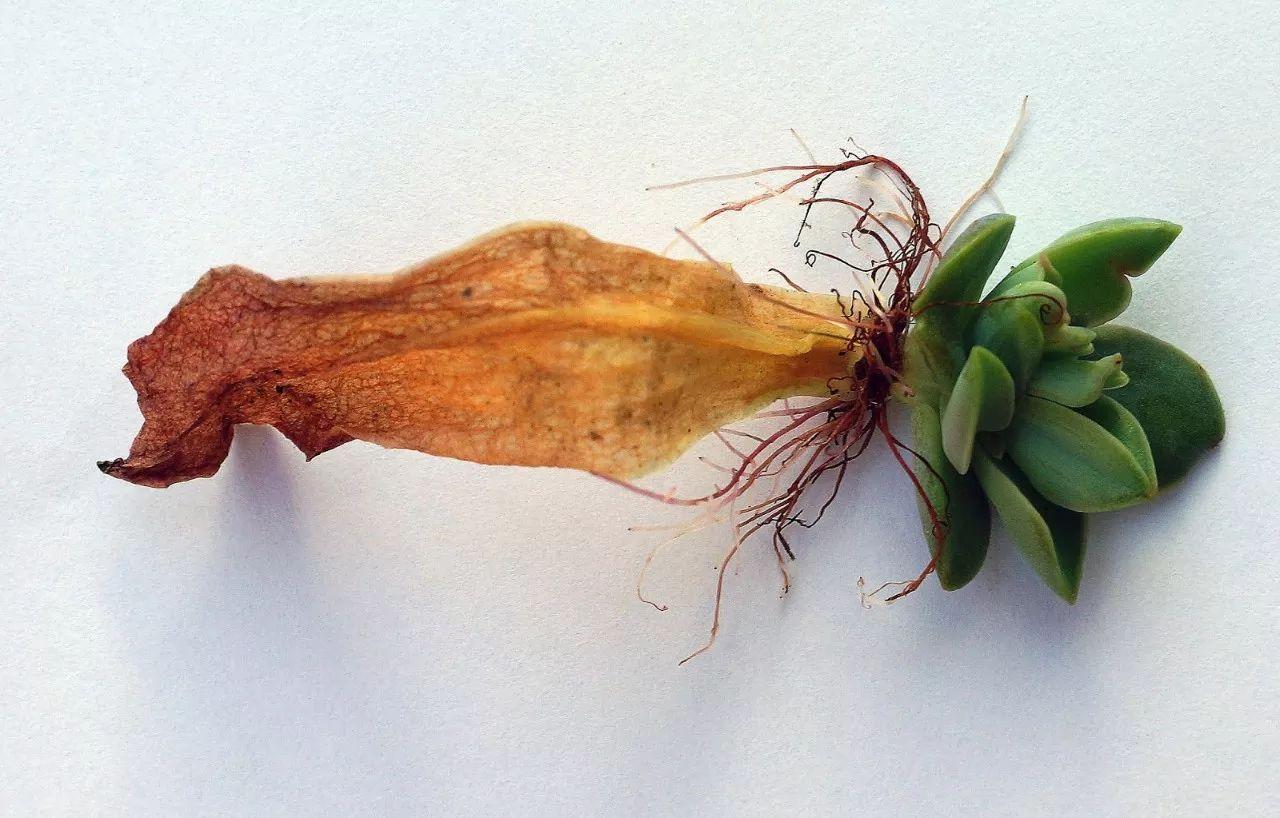 新手学会这3种繁殖多肉植物的方法, 一盆变十盆只需3个月