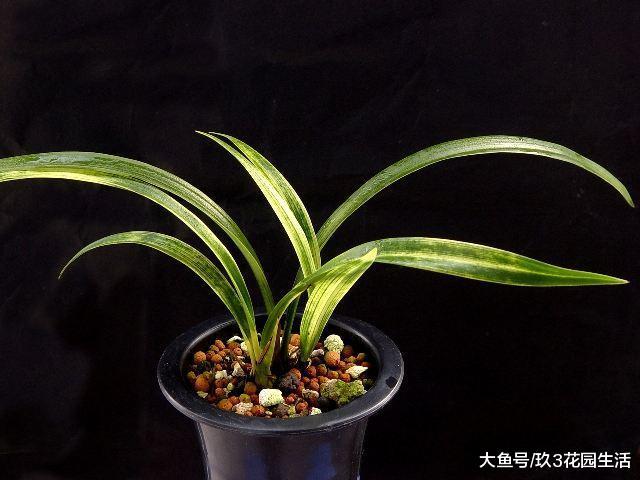 兰花叶艺面临退化怎么办?