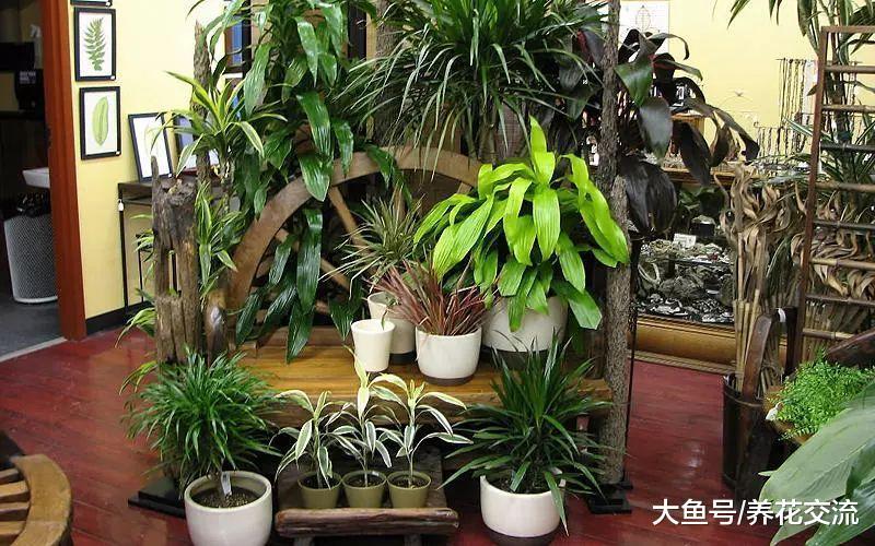 没想到虎皮兰的花朵是臭臭的, 剪片叶子就能生根, 繁殖也太简单了