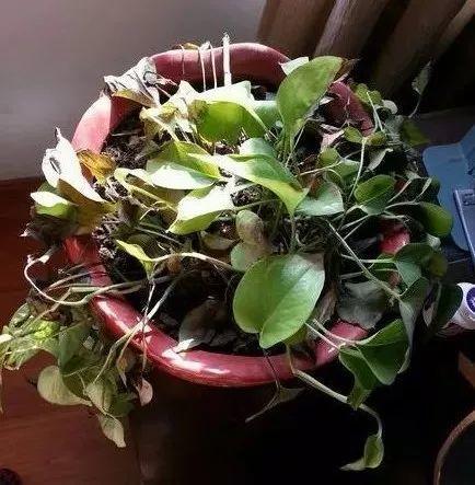 绿萝蟹爪兰叶子发黄, 1个小秘诀, 叶子油亮有光泽