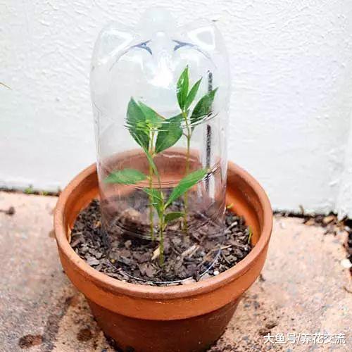 修剪植物剩下的枝条不要丢, 做好这4点, 直接插在土壤中就能活