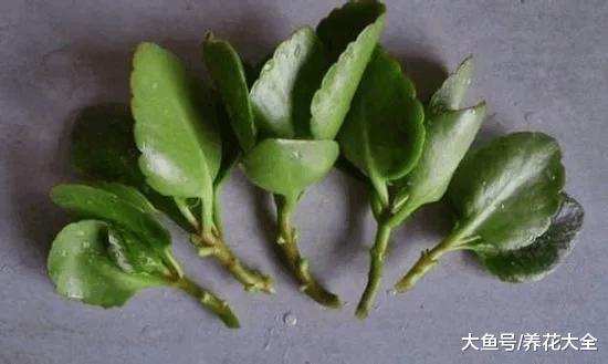 15种花的扦插技巧, 趁着温度正合适, 赶快种起来!