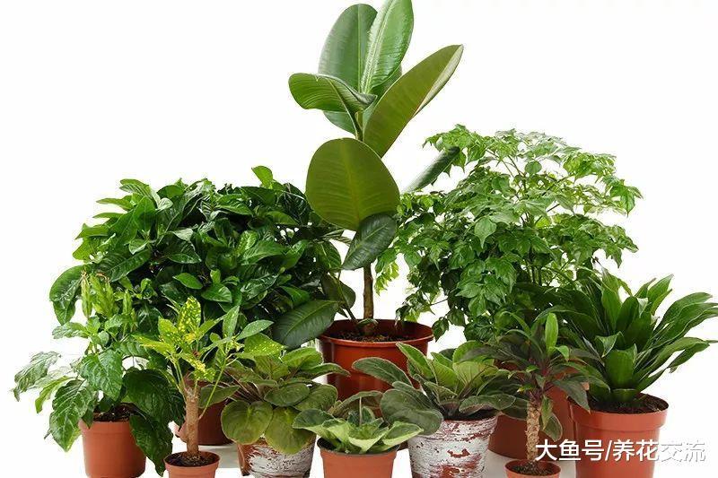 没有光照植物也能生长么? 灯光要给多少才能让植物健康生长