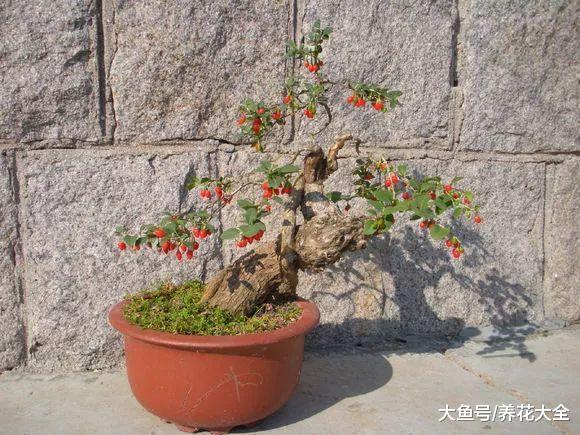 自己在家种一盆枸杞, 几个月就收获一盆红果