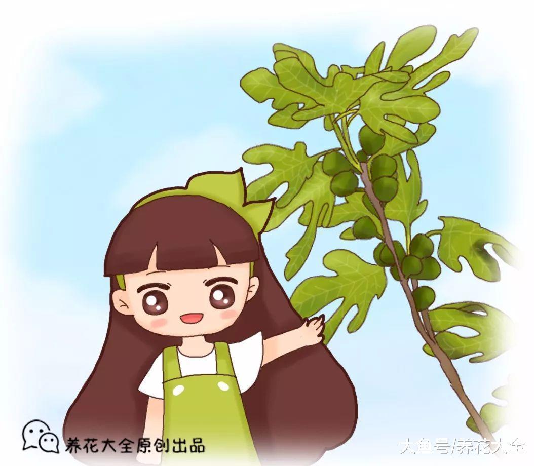 路边剪个枝, 扔盆里就疯长, 果子多的吃不完