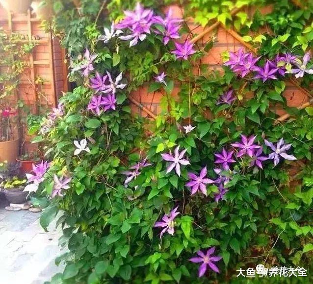 阳台养棵爬墙高手, 1年爬满阳台, 路过的人都羡慕