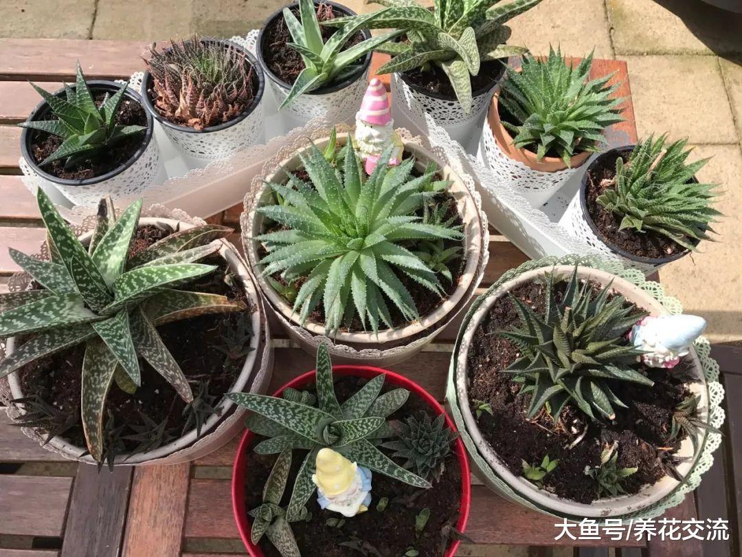 春暖之后芦荟快速换盆方法, 一盆变十多盆