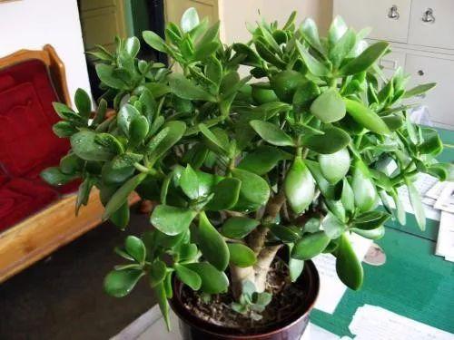 这些光线不足也照样活的植物, 2018年到了, 也该养一盆了