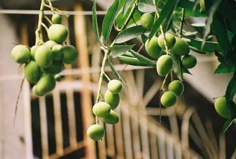 吃剩下的果核什么的都种植起来, 来年就不用买水果啦!