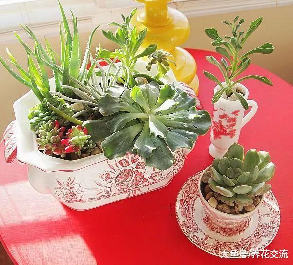 15个多肉植物室内、室外创意, 养出不同规模的多肉小花园