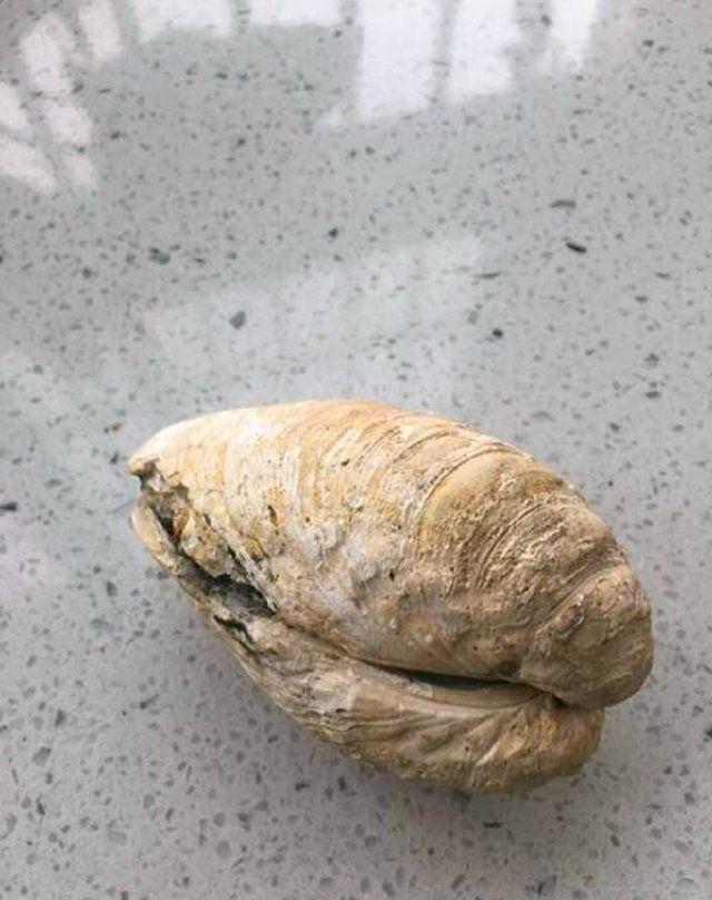 只听说蚌里面能长珍珠, 头一次看到长“水晶”的, 听说价值不菲?