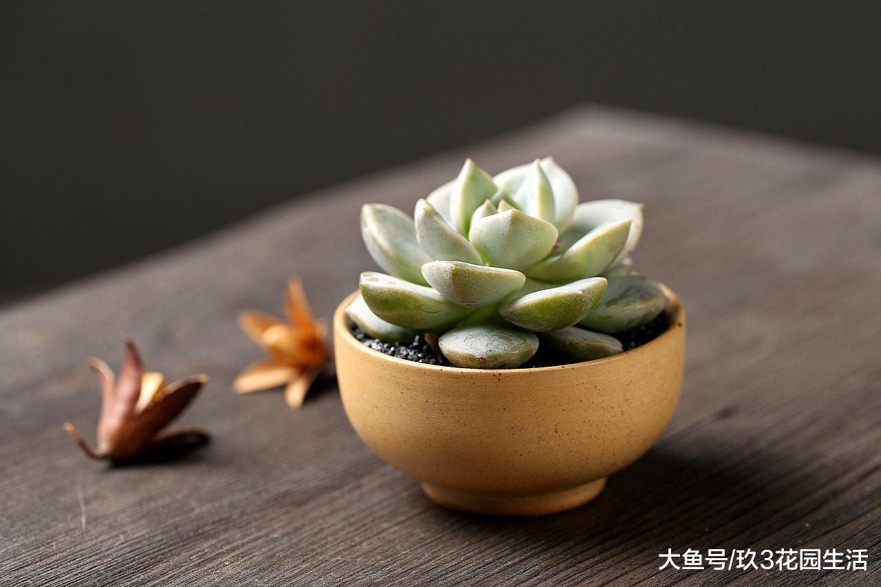 家居养花之端庄秀雅多肉植物——白牡丹