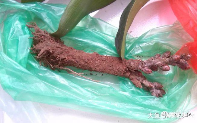 茶花竟是杨树枝, 石蒜冒充牡丹, 花骗子招数大揭秘!