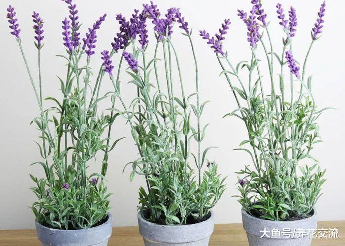 这5种植物特别适合种在卧室里, 帮助你提高睡眠的质量