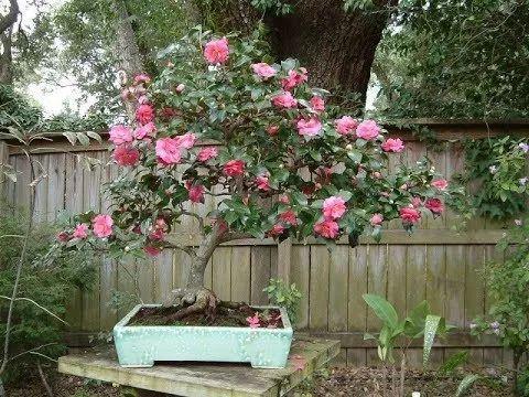 这些花养在花盆里, 养10多年后越来越好看, 变价值不菲的盆景