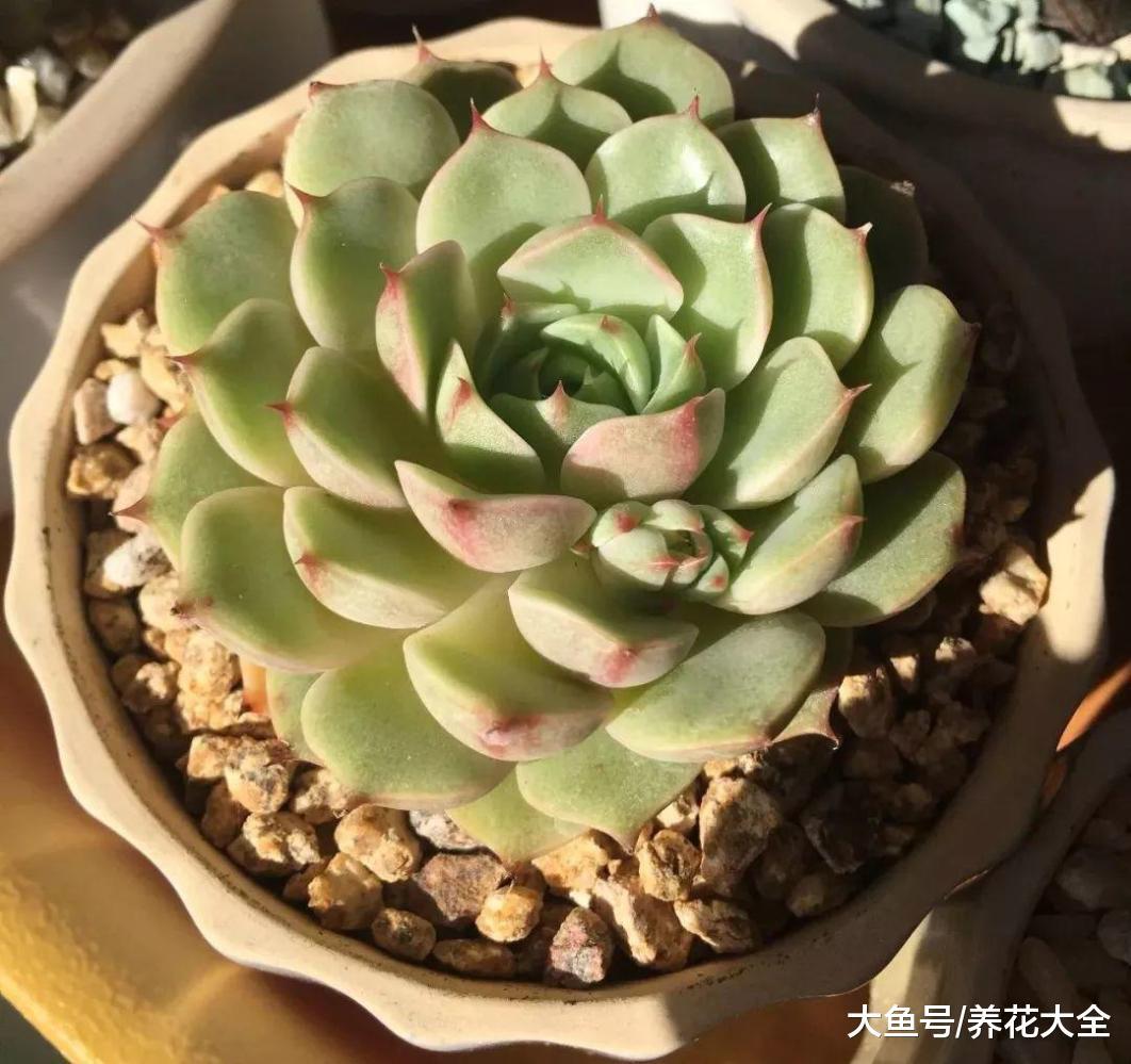 混血就是好看, 11种杂交多肉, 快来认认它们的亲生父母!