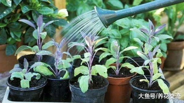在花盆里种植香草长成一两米高, 用这七个方法就可以做到