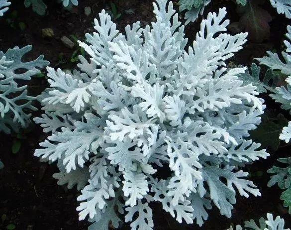 这个冬天, 养一盆雪花, 既能赏雪, 又能看花