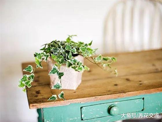 家里这14种绿植养了几年还活着, 没养过花的人都很难养死它们