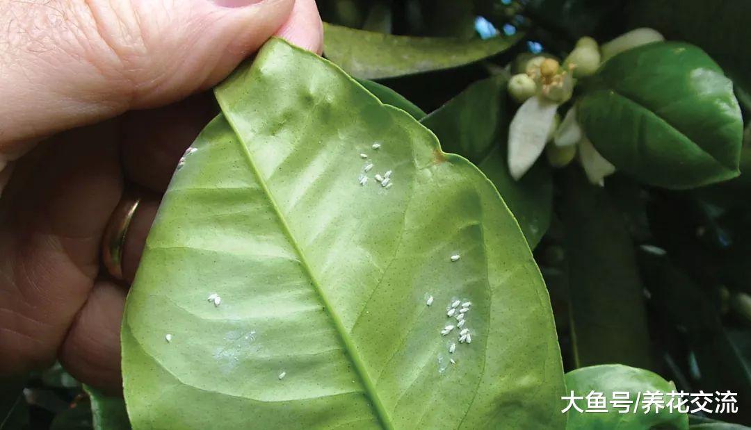 花叶上白色的粉末, 仔细看才发现是害虫